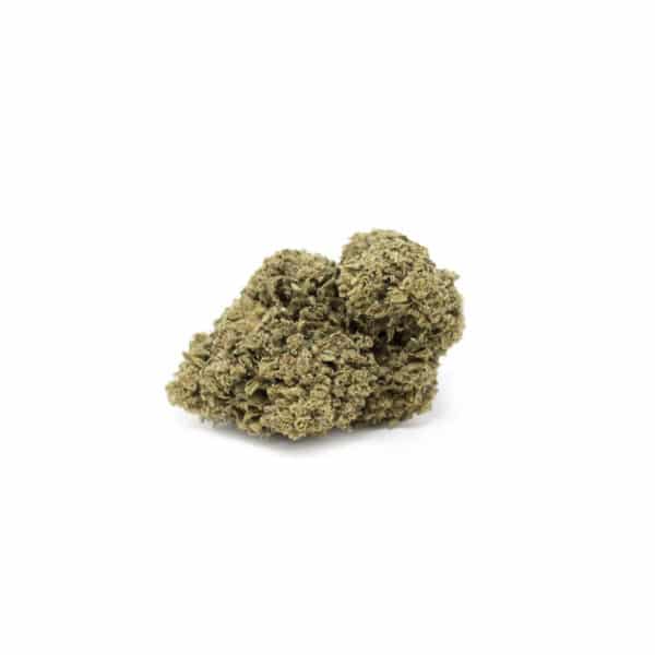 jungle haze cogollo