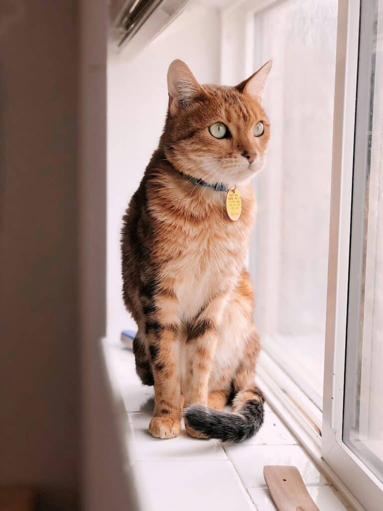 gato mirando ventana