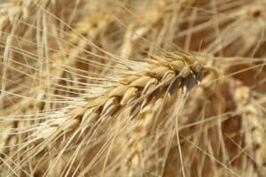 gluten