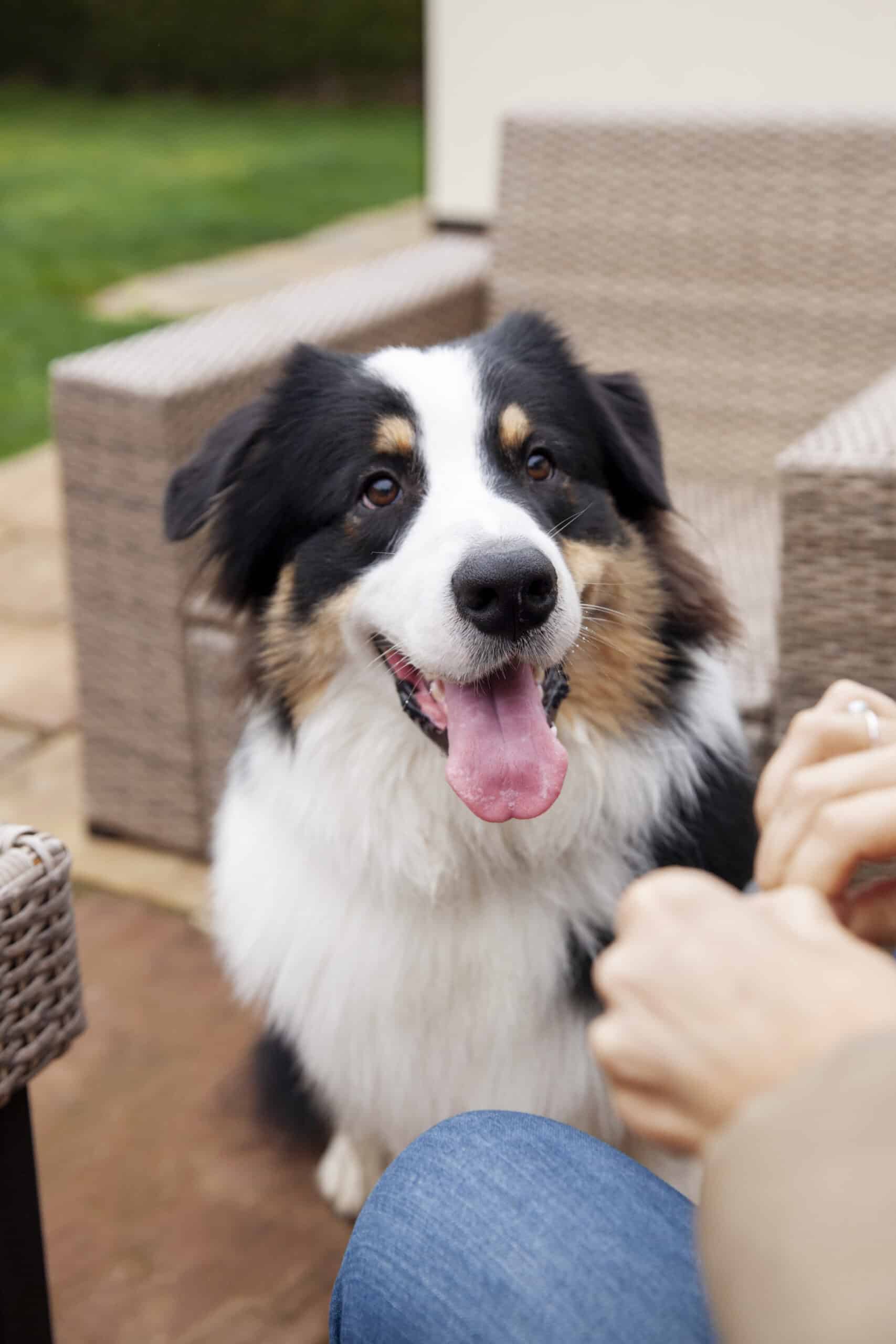 beautiful-border-collie-dog-havin-fun-outsde