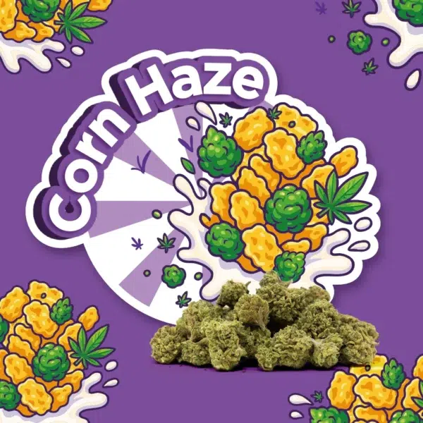 corn haze indoor small buds cbd